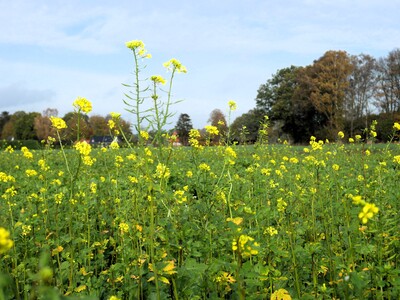 Zwischenfruchtbestand Wehnen - © Lea Ball Zwischenfruchtbestand Wehnen