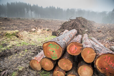 Ortstermin: Sturmholz im südlichen Bereich des Forstamts Weser-Ems