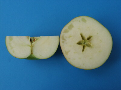 Abbildung 2: Leichte Glasigkeit - Klasse II. - © Melanie Seehausen Abbildung 2: Leichte Glasigkeit - Klasse II.