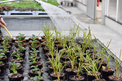 Ausbildung im Zierpflanzenbau