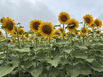 Sonnenblumenfeld - © Meike May /media/media/2C3ECF81-B78C-8737-977FF44EE635BA16.JPG