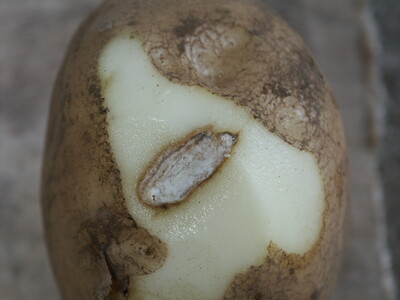 Knollenbeschädigung an Kartoffel