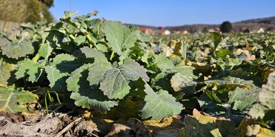 Winterraps im Februar