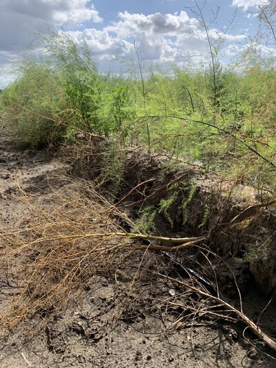Pflanzenschäden durch Spargelfliegenbefall - © Friederike Wellhausen Pflanzenschäden durch Spargelfliegenbefall