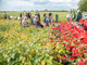LeguNet-Soja-Feldtag der Landwirtschaftskammer Niedersachsen in Blender (Kreis Verden). - © Wolfgang Ehrecke LeguNet-Soja-Feldtag der Landwirtschaftskammer Niedersachsen in Blender (Kreis Verden).