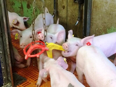 Auf ihrem EuroTier-Stand zeigt die Landwirtschaftskammer Niedersachsen verschiedene Beschäftigungsmaterialien für Stalltiere. - © Dr. Heiko Janssen Auf ihrem EuroTier-Stand zeigt die Landwirtschaftskammer Niedersachsen verschiedene Beschäftigungsmaterialien für Stalltiere.