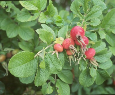Hagebutten der Kartoffelrose (Rosa rugosa)