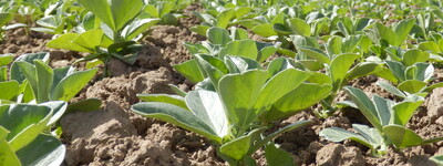 Ackerbohnenbestand in der fr&uuml;hen Jugendentwicklung