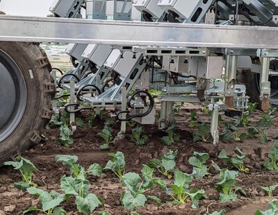InRow-Hacke in Kohlrabi