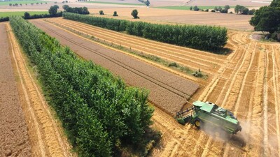 Agroforst Fläche - © Vinzenz Spengler Agroforst Fläche