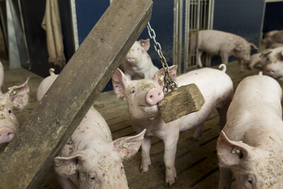 Mastschwein mit Holzklotz