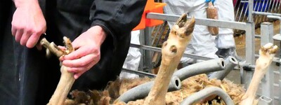 Klauenpflege beim Schaf