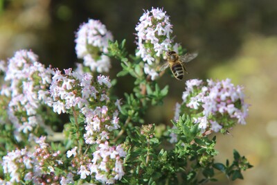 Thymian als Insektenmagnet