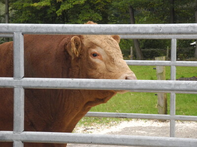 Mr. Universe &ndash; ein hornloser Zuchtbulle