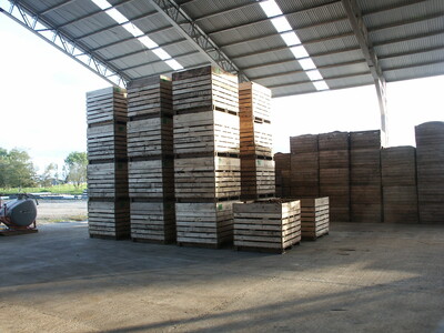 Geschnittenes Pflanzgut sollte unverzüglich eine gezielte Belüftung zur Förderung der Abtrocknung und Wundheilung erfahren. - © Andreas Meyer Pflanzgut schneiden