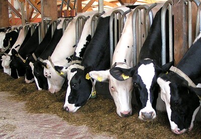 Milchkühe am Futtertisch - © Dr. Groenewold - © Dr. Jakob Groenewold Milchkühe am Futtertisch