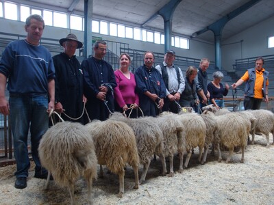 Weiße gehörnte Heidschnucken bei der Prämierung