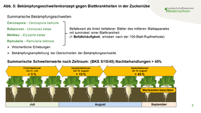 Abbildung 5 Bek&auml;mpfungsschwellenkonzept gegen Blattkrankheiten in der Zuckerr&uuml;be