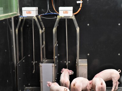 Fotoshooting in der neuen Ferkelaufzucht in Wehnen