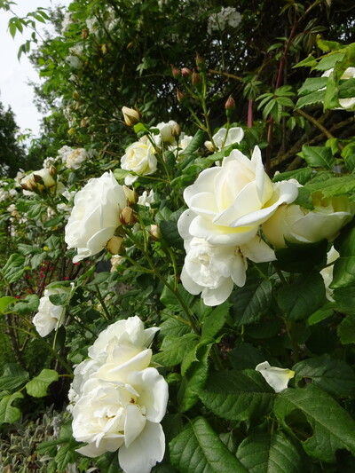 weiße Kletterrosen in voller Blüte