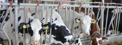 Milchk&uuml;he am Futtertisch