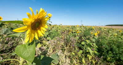 Vorstellung einer Fläche speziell für den Rebhuhnschutz nahe des Wolfenbütteler Ortsteils Leinde. Derartige Projekte werden im Zuge des Natur- und Artenschutzbündnisses „Der Niedersächsische Weg“ vermehrt umgesetzt. - © Wolfgang Ehrecke Vorstellung einer Fläche speziell für den Rebhuhnschutz nahe des Wolfenbütteler Ortsteils Leinde. Derartige Projekte werden im Zuge des Natur- und Artenschutzbündnisses „Der Niedersächsische Weg“ vermehrt umgesetzt.