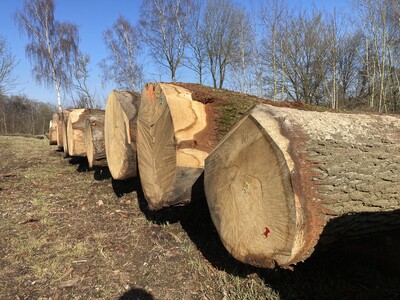 Insgesamt 785 Festmeter wurden auf dem Holzlagerplatz des Kreisforstverbandes Osnabr&uuml;ck in Ohrbeck angeboten, davon allein 531 Festmeter Eiche.