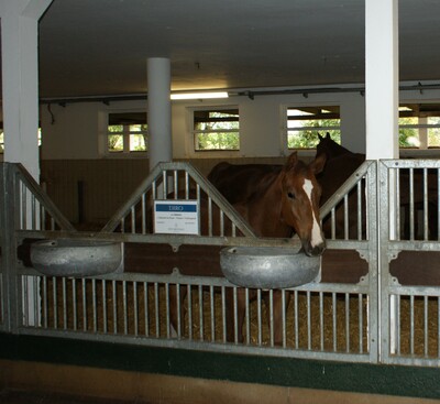 Verleihung des Staatsehrenpreises an den Betrieb Brüning, Ochtmannien - © LWK Niedersachsen Verleihung des Staatsehrenpreises an den Betrieb Brüning, Ochtmannien