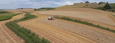 Getreideernte im Agroforst