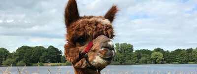 - © Eric Dannemann Alpaka