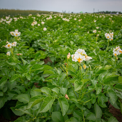 Versuchsparzelle mit Kartoffeln auf dem Gel&auml;nde des Feldtags zum Thema Landwirtschaft und Wasserschutz am 17.06.2026 in Schw&uuml;blingsen (Uetze/Region Hannover).