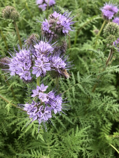 Blühende Zwischenfrüchte sind für Insekten attraktiv - © Annette Hoffmann Blühende Zwischenfrüchte sind für Insekten attraktiv