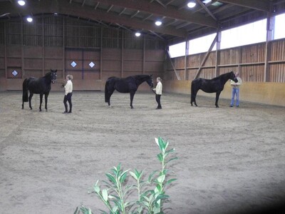 Vorstellung einer Stutenfamilie - Stute Rafinesse mit 2 Töchtern Sympathie und Dynamic (alle 3 Staatsprämienstuten) - © Dr. Brunken, FB 3.5 - © Dr. Hans-Gerd Brunken Vorstellung einer Stutenfamilie - Stute Rafinesse mit 2 Töchtern Sympathie und Dynamic (alle 3 Staatsprämienstuten)