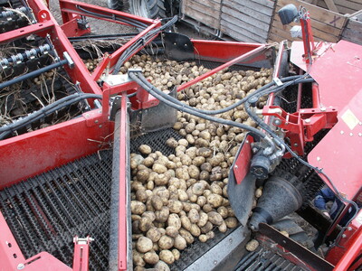 Gutstrom in Kartoffelroder