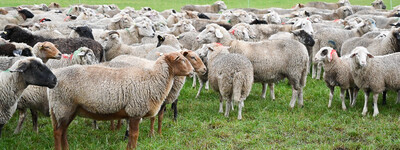 Tierwirt*in Schafhaltung