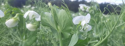 - © Mareike Beiküfner Erbse in Blüte