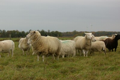 Schafe auf der Weide