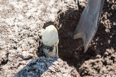 Ernte von Wei&szlig;em Spargel mit einem Schwalbenschwanz-Stechmesser in einer Anlage in der Region Hannover.