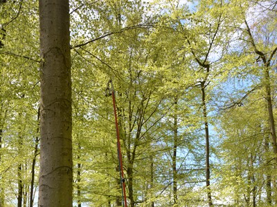 Fällhilfeseil mit Schubstange - © Carl Hesebeck Fällhilfeseil mit Schubstange