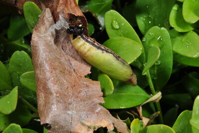 Buchsbaumz&uuml;nsler-Puppe
