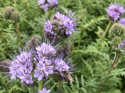 Blühende Zwischenfrüchte sind für Insekten attraktiv - © Annette Hoffmann Blühende Zwischenfrüchte sind für Insekten attraktiv