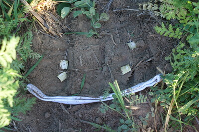 Eingegrabene Hose mit Tee