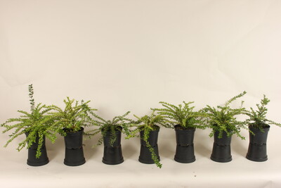 Lonicera pileata ꞌMaigrünꞌ im Versuch mit Komposten die Pflanzen mit P und K zu versorgen (1. Kontrolle: Torf mit Depotdünger, 2. Kontrolle: Torf mit P und K Dünger + Hornspäne, 3. Kontrolle: ohne P Dünger, 4. Kontrolle: Torf mit K Dünger, 5. Variante mit 20 % Gärrest-Laub-Kompost + Hornspäne, 6. Variante mit 10 % Gärrest-Laub-Kompost + Hornspäne, 7. Variante mit 5 % Gärrest-Laub-Kompost + Hornspäne) - © Maren Hantelmann Lonicera P- und K- Düngeversuch