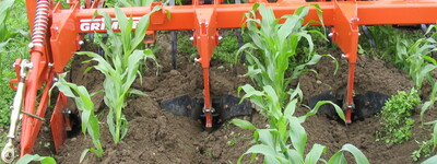 - © Markus Mücke Anhäufeln von Ökomais