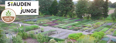 Stauden Junge FiniTo trifft