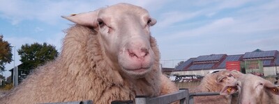 Grundlehrgang Schaf- und Ziegenhaltung