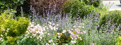 - © Ute Tangermann-Hirseland Staudenrabatte