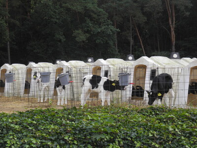 Kälberhaltung in Hütten im Betrieb Lohmüller - © Dr. Hans-Gerd Brunken Kälberhaltung in Hütten im Betrieb Lohmüller