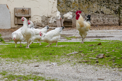 Hahn mit Hennen - © Dr. Frank Lorenz /media/media/AB1BA6C8-0B52-8473-67C766A42F6AE1A0.jpg