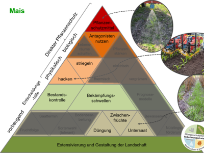 Maßnahmenpyramide für den integrierten Pflanzenschutz in Mais